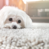 ふわふわのラグの上でくつろぐ白い小型犬。柔らかい毛並みと大きな瞳が特徴的で、リラックスした表情を見せている。