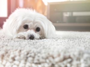 ふわふわのラグの上でくつろぐ白い小型犬。柔らかい毛並みと大きな瞳が特徴的で、リラックスした表情を見せている。