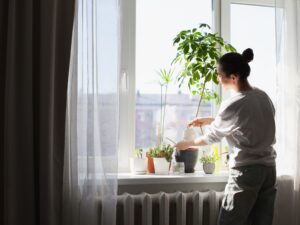 窓辺での植物の手入れ